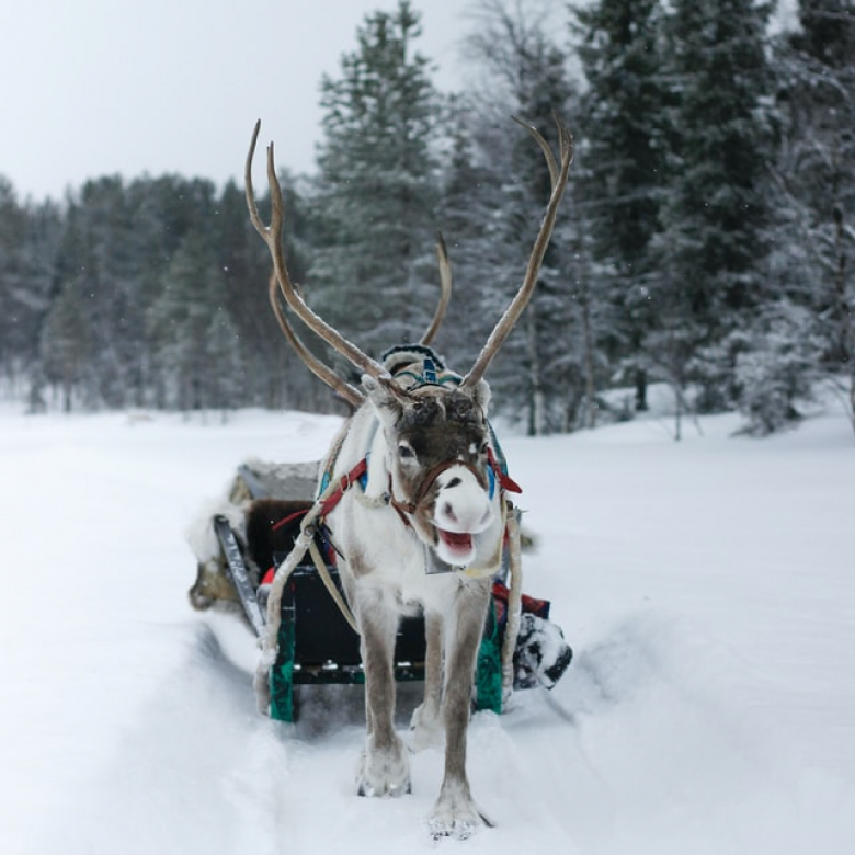 Ruby Snowcarol and The Annual Reindeer Games