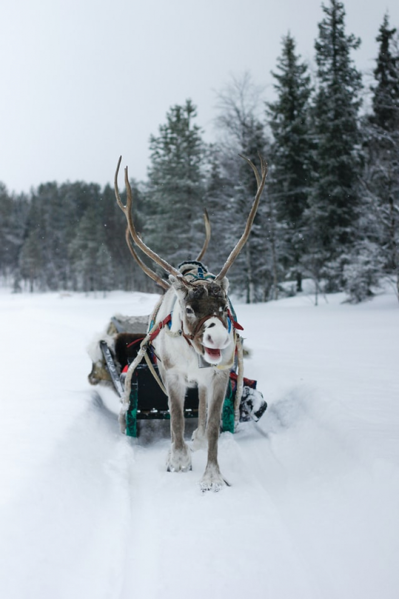 Ruby Snowcarol and The Annual Reindeer Games